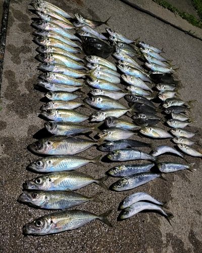 アジの釣果