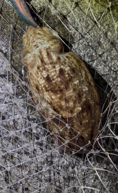 ハリイカの釣果