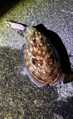 ハリイカの釣果