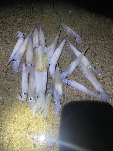 ササイカの釣果
