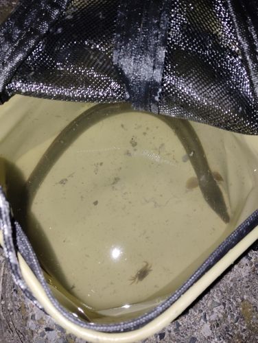 ニホンウナギの釣果