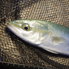 ツバイソの釣果