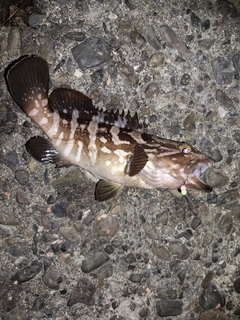 クエの釣果