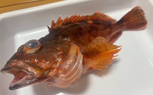 カサゴの釣果