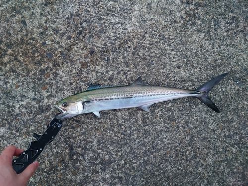 サゴシの釣果