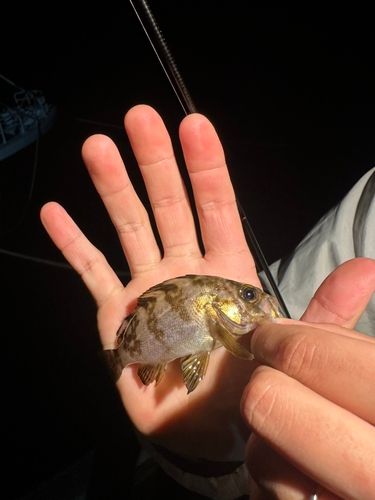 メバルの釣果