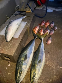 マゾイの釣果