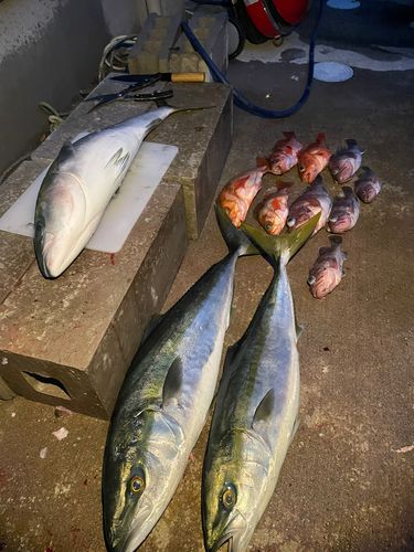 マゾイの釣果