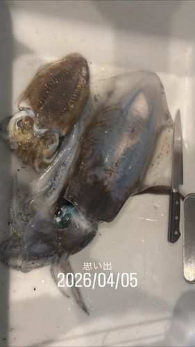 アオリイカの釣果
