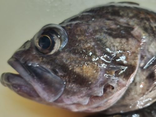 クロソイの釣果
