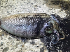 コウイカの釣果