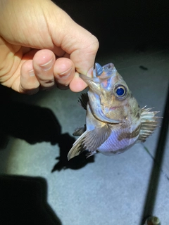 シロメバルの釣果