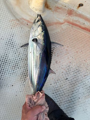 カツオの釣果