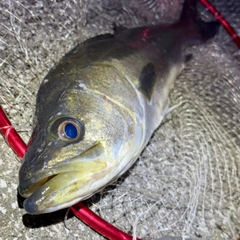 フッコ（マルスズキ）の釣果