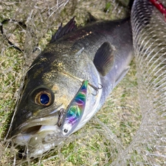 フッコ（マルスズキ）の釣果