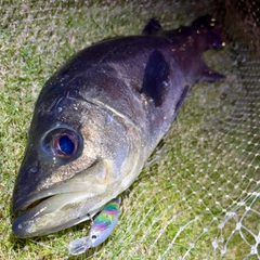 フッコ（マルスズキ）の釣果