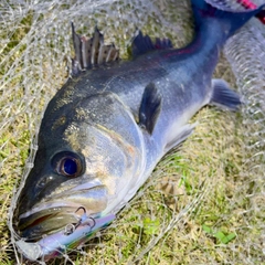 フッコ（マルスズキ）の釣果