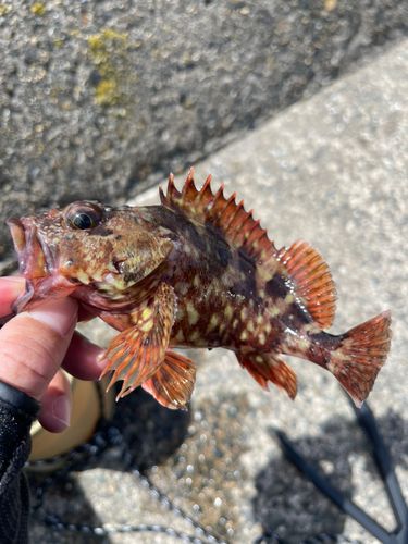 カサゴの釣果