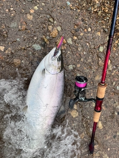 サクラマスの釣果