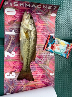 ラージマウスバスの釣果