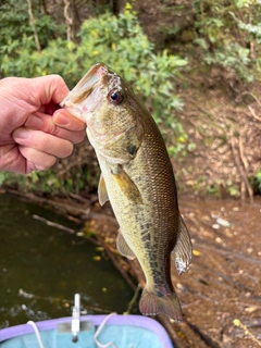ラージマウスバスの釣果