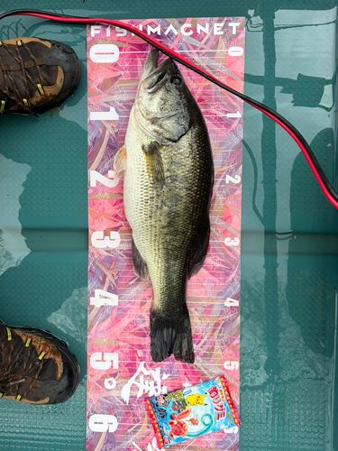 ラージマウスバスの釣果