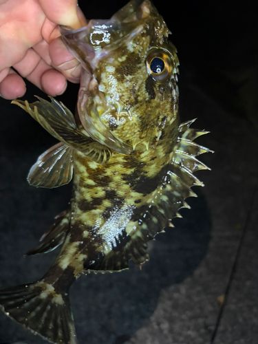 ガシラの釣果