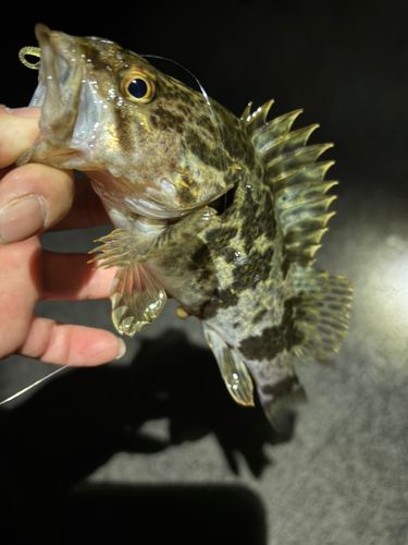タケノコメバルの釣果
