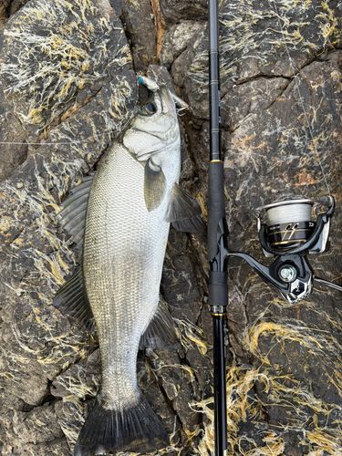 セイゴ（ヒラスズキ）の釣果