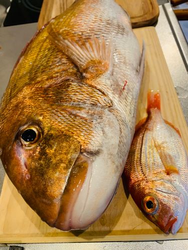 マダイの釣果