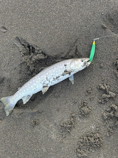 アメマスの釣果