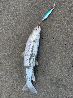 アメマスの釣果