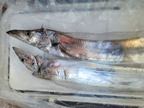 タチウオの釣果