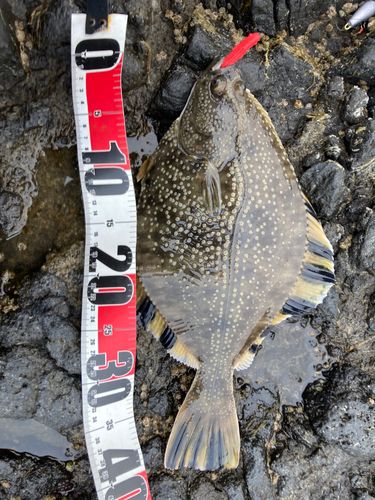 ヌマガレイの釣果