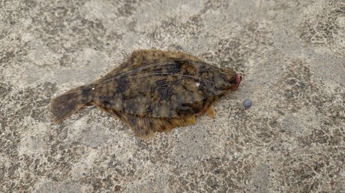 マコガレイの釣果