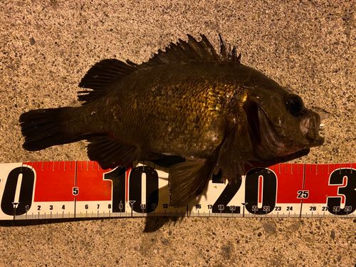 メバルの釣果