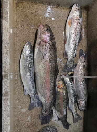 ニジマスの釣果
