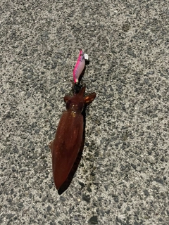 ヒイカの釣果