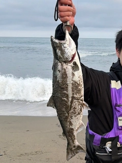サクラマスの釣果