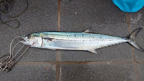 サゴシの釣果