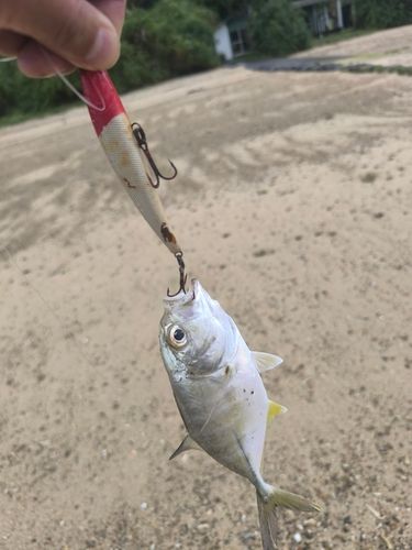 ギンガメアジの釣果