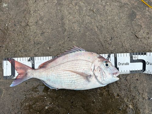 マダイの釣果
