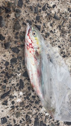 ツバスの釣果