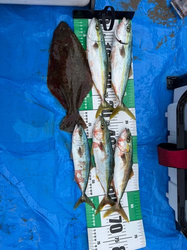 ヒラメの釣果