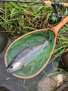 ヤマメの釣果