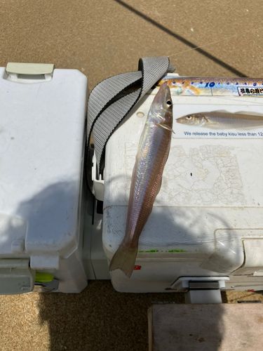 キスの釣果