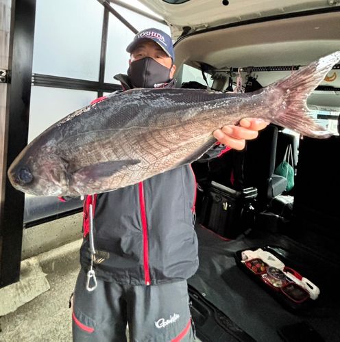 メダイの釣果