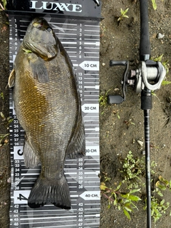 スモールマウスバスの釣果