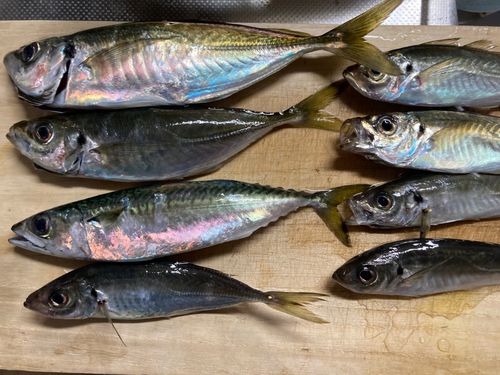 アジの釣果