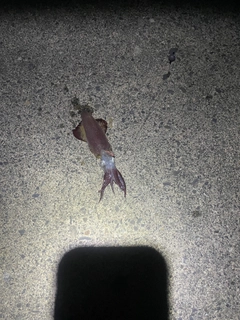 ヤリイカの釣果